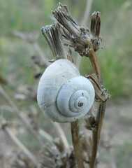 Xeropicta derbentina