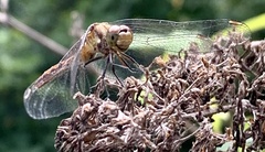 Sympetrum vicinum