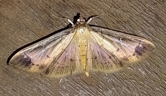 Eulepte