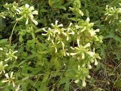 Pedicularis lanceolata