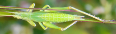 Tettigoniidae