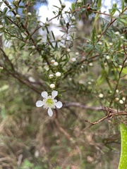 Leptospermum polygalifolium