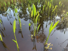 Sagittaria platyphylla
