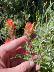 Castilleja applegatei breweri