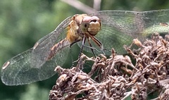 Sympetrum vicinum