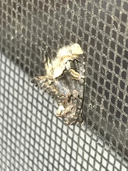 Homophoberia apicosa