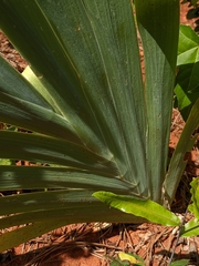 Iris domestica