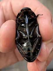 Hydrophilus aterrimus