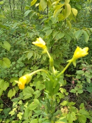 Oenothera parviflora