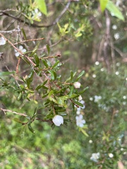Leptospermum polygalifolium