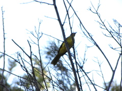Chlorocichla flaviventris
