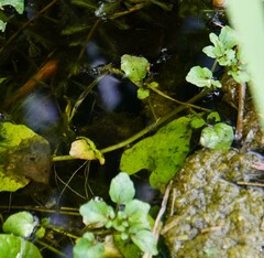 Nasturtium officinale