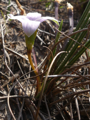 Romulea