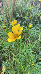 Bidens trichosperma