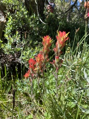 Castilleja applegatei breweri
