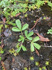 Sibbaldiopsis tridentata