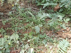 Galium triflorum