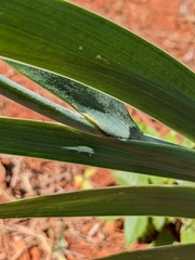 Iris domestica