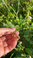 Persicaria sagittata