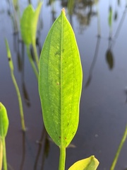 Sagittaria platyphylla