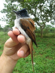 Terpsiphone atrochalybeia