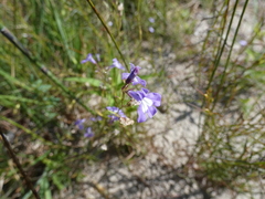 Lobelia kalmii