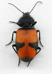 Panagaeus sallei