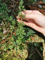 Galium triflorum