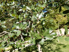 Quercus mohriana