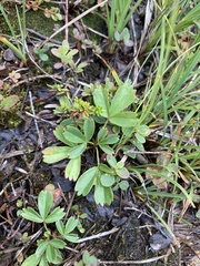 Sibbaldiopsis tridentata