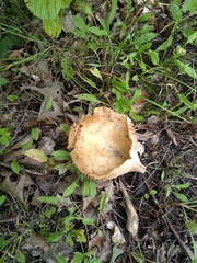 Cortinarius caperatus