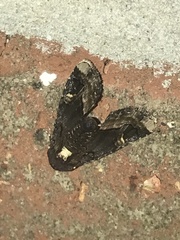 Homophoberia apicosa