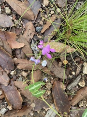 Desmodium batocaulon
