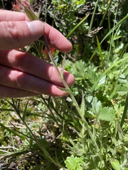 Castilleja applegatei breweri