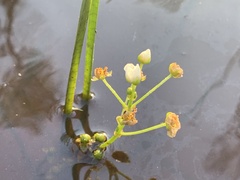 Sagittaria platyphylla
