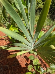 Iris domestica