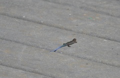 Plestiodon fasciatus