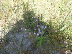 Lobelia kalmii