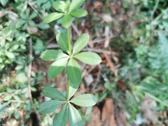 Galium triflorum