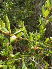 Quercus
