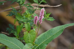 Persicaria amphibia