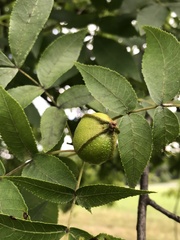 Carya cordiformis