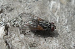 Musca autumnalis