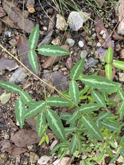 Desmodium batocaulon