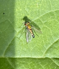 Condylostylus longicornis