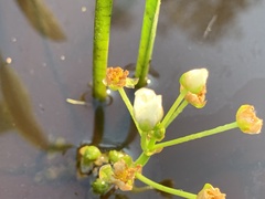 Sagittaria platyphylla