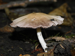 Pluteus cervinus