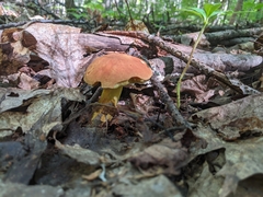 Hemileccinum
