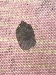 Flatoidinus punctatus