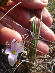 Romulea